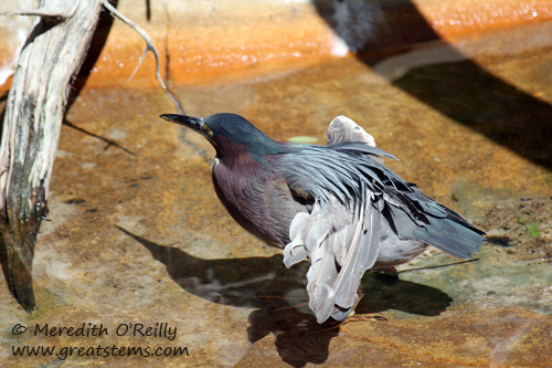 grheron03-16-12.jpg