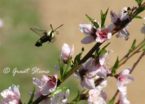 Snowberry Clearwing