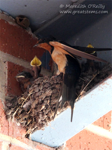 Barn Swallows