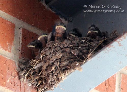 Barn Swallows