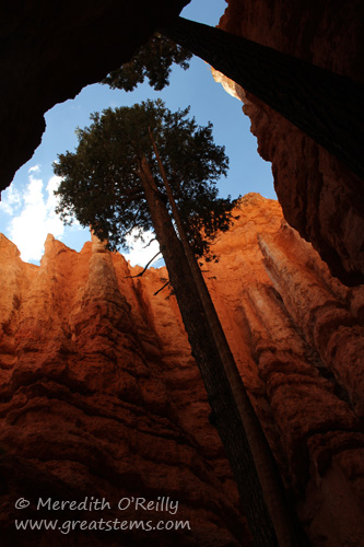 Navajo Loop, Bryce Canyon