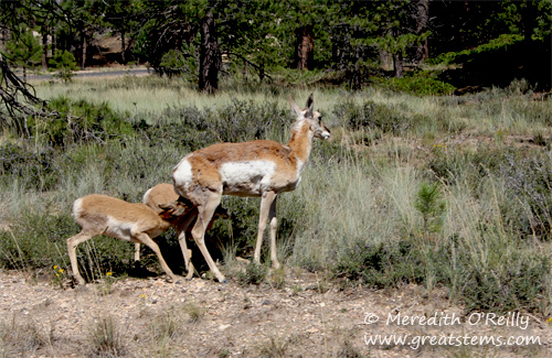 Pronghorn family