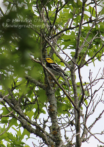 Golden-cheeked warbler