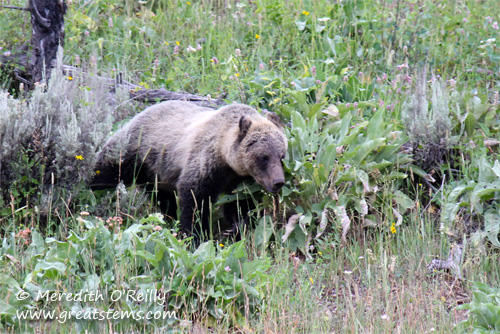 Grizzly cub