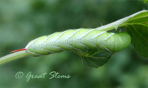 Tomato Hornworm, Manduca Sexta