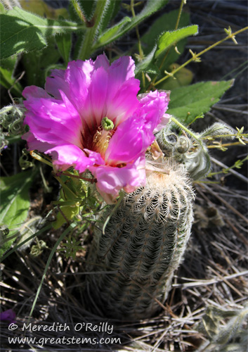 Lace Cactus