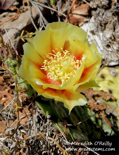 Prickly Pear bloom