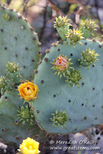 Prickly Pear blooms