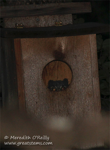 Screech Owl Fledgling