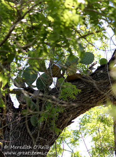 Prickly Pear in a Tree