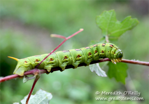 Single horned caterpillar