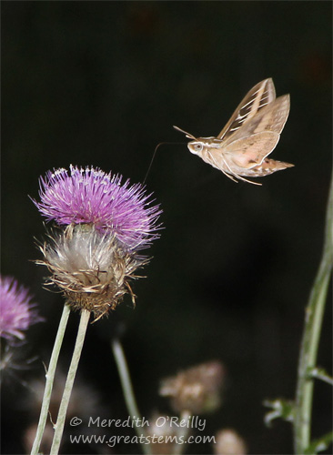 White-lined Sphinx, Hyles lineata