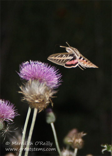 White-lined Sphinx, Hyles lineata