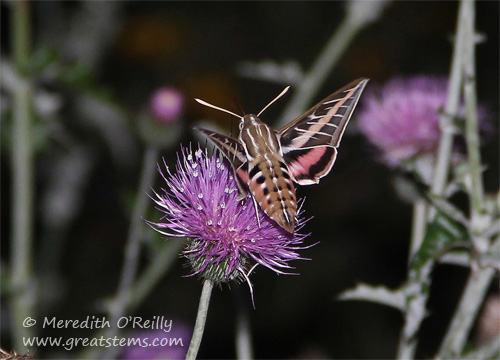 White Lined Sphinx Moth