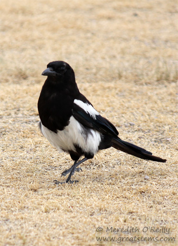 Black-billed Magpie