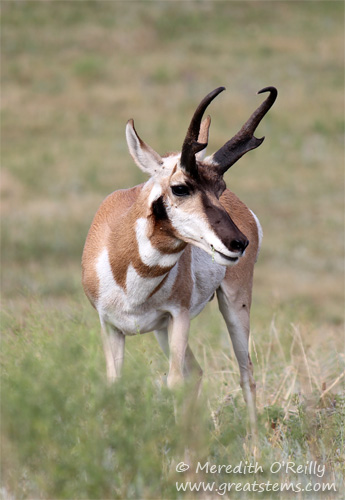 Pronghorn