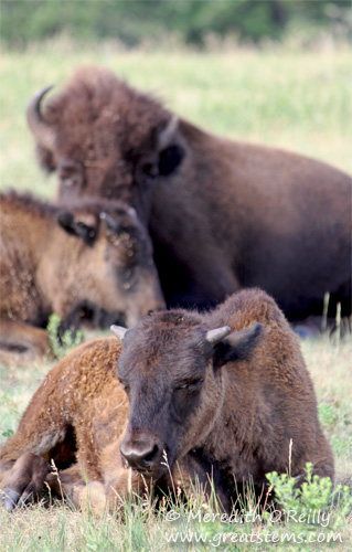 American Bison