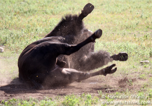 Bison wallowing