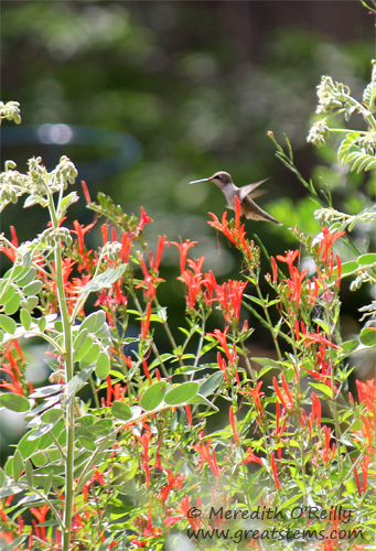 Hummingbird