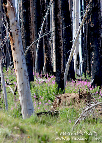 Forest Regrowth After Fire