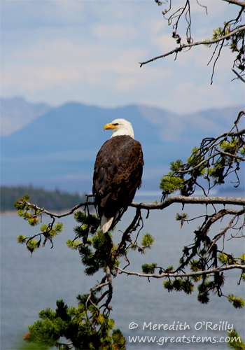 American Bald Eagle