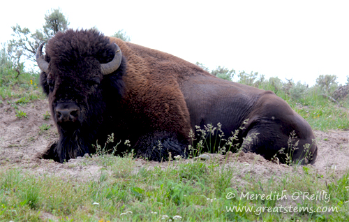 American Bison