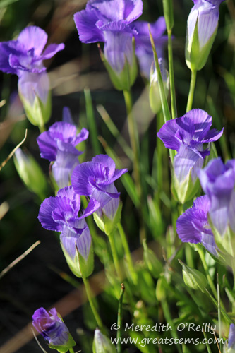 Purple Gentian