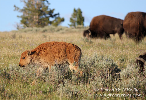 American Bison