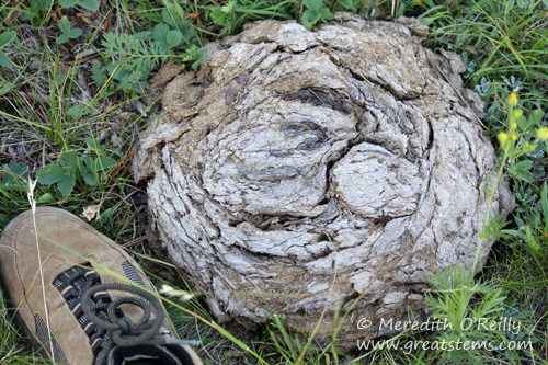 Bison scat