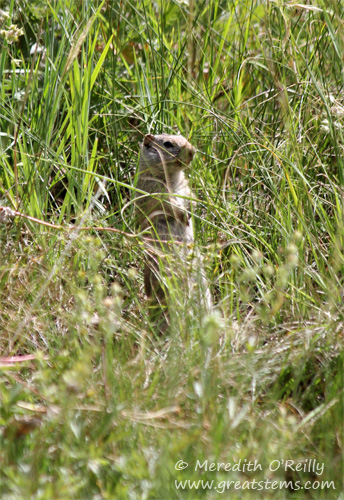 Uinta Ground Squirrel