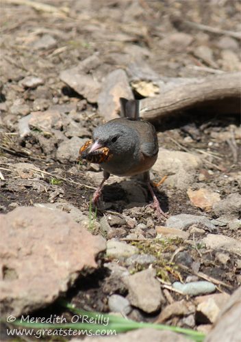 Dark-eyed Junco, Pink-sided