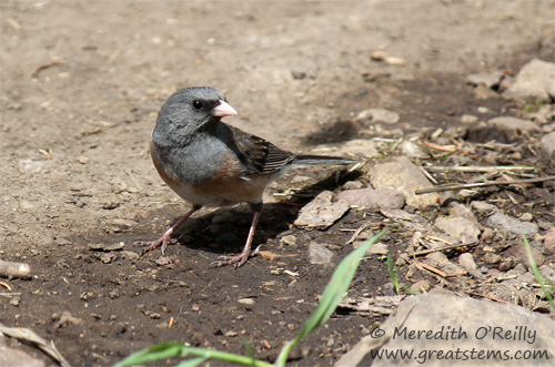 Dark-eyed Junco, Pink-Sided