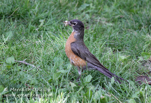 American Robin