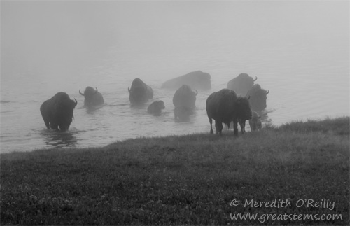 American Bison in fog