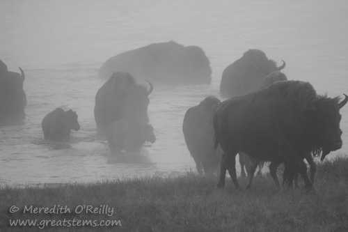 American Bison in fog