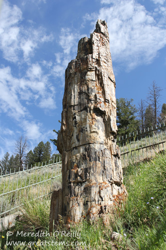 Petrified Tree, Yellowstone