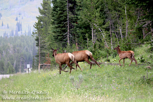 Elk in Yellowstone