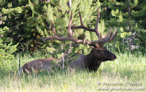 Bull elk, Yellowstone