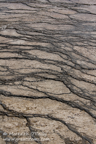 Bacteria mats at Grand Prismatic Spring