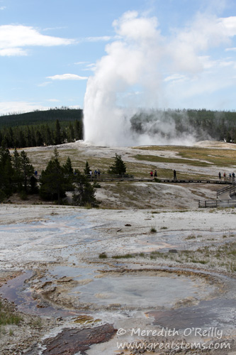 Old Faithful