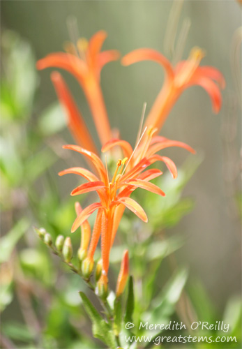 Flame Acanthus