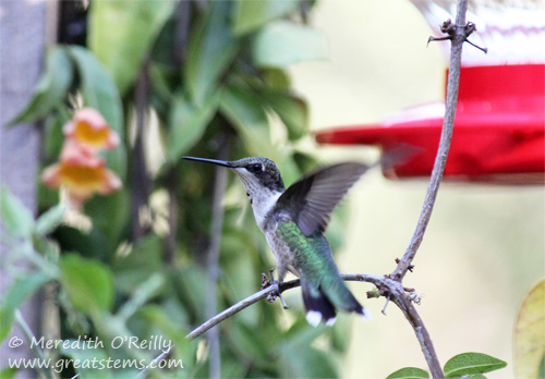 Hummingbird