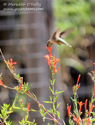 Hummingbird at Flame Acanthus