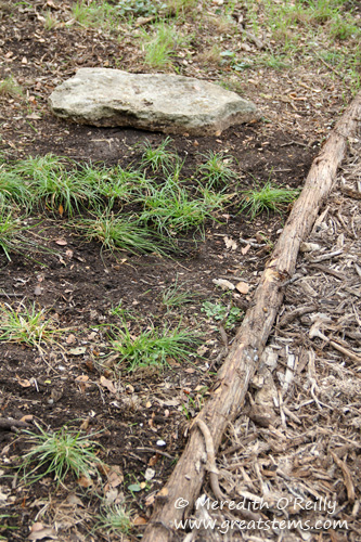 Meadow sedge and woodland path