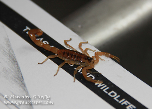 Striped Bark Scorpion