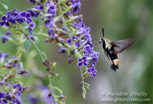 Snowberry Clearwing