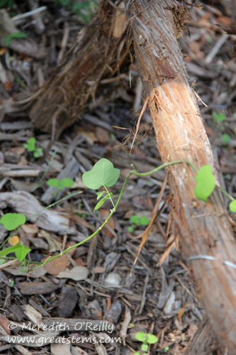 Passiflora lutea