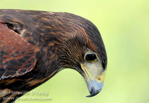 Harris's Hawk