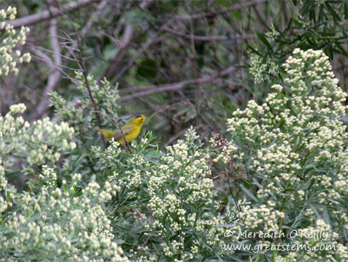 Wilson's Warbler