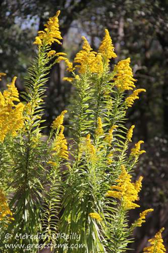 Tall Goldenrod, Solidago altissima